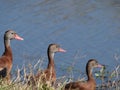 Close Up of Three Sunlit Black-Bellied Whistling Ducks Next to Water