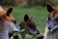 Faces of three Swamp wallabies eating some Eucalyptus leaves at zoo Blijdorp, Rotterdam, Netherlands