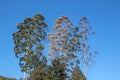 Gumtrees and Green Vegetation and Blue Sky Landscape Royalty Free Stock Photo