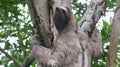 Close up of a three toed sloth climbing a tree in the rain fores Royalty Free Stock Photo