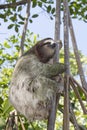 Close Up Three Toed Wild Sloth Climbing Tree Royalty Free Stock Photo