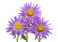 Close-up three violet asters isolated