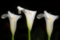 Close-up of three white calla lilly blooming next to each other against a dark background Royalty Free Stock Photo