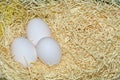 Close-up of three white Easter eggs in a dry hay Royalty Free Stock Photo