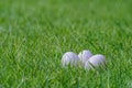 Close-up of three white easter eggs in green lawn Royalty Free Stock Photo