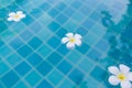 Close up three White Plumeria flowers floating on the pool. Royalty Free Stock Photo