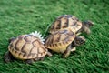 Close up of three young hermann turtles on a synthetic grass with daisyflower