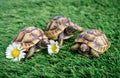 Close up of three young hermann turtles on a synthetic grass with daisyflower