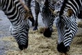 Zebras eating Hay Royalty Free Stock Photo