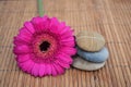 Close up of Three zen stones with pink gerber daisy on bamboo reed