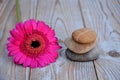Close up of Three zen stones with pink gerber daisy on used wood