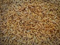 Close up threshed paddy