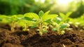 Close up of thriving raspberry seedlings in the berry patch