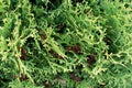 Close-up of thuja branches. Green needles, leaves Royalty Free Stock Photo
