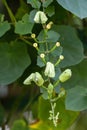 Close up Thumbergia laurifolia Lind  flwer, laurel clockvine or blue trumpet vine in the garden. Royalty Free Stock Photo