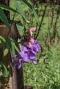 Close up Thumbergia laurifolia Lind  flwer, laurel clockvine or blue trumpet vine in the garden. Royalty Free Stock Photo