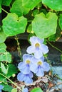 The close up `Thunbergia grandiflora Roxb`