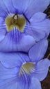 Close up of thunbergia grandiflower