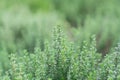 Close up thyme leaf in vertical aspect with blurred background / fresh concept /ingredient background / abstract concept