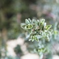 Close up of Thyme Leaves Royalty Free Stock Photo