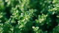 Close-up of Thyme Plant with Green Leaves and Stems Royalty Free Stock Photo