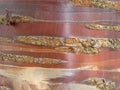 Close up Tibetan Cherry Birch Tree Bark