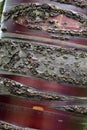 Macro Photo of the Bark of a Tibetan Cherry Tree Trunk Royalty Free Stock Photo