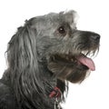 Close-up of Tibetan terrier, 3 years old Royalty Free Stock Photo