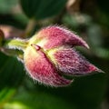 Close-up of Tibouchina urvilleana bud for beautiful velvet details Royalty Free Stock Photo