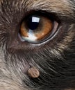 Tick attached next to an Australian Shepherd`s eye