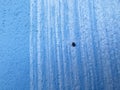 Tick on blue wall