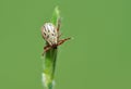 Tick sitting on grass tip in green background Royalty Free Stock Photo