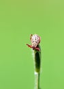 Ixodidae hard tick sitting on grass tip in green background Royalty Free Stock Photo