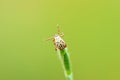 Ixodidae hard tick sitting on grass tip in green background