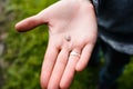 Close-up of a tick on the hand. An animal tick taken from a dog Royalty Free Stock Photo