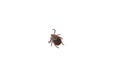Close up of tick isolated on white background. Ixodes ricinus or Dermacentor variabilis Royalty Free Stock Photo