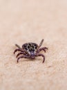 Tick as a disease carrier crawls over the skin Royalty Free Stock Photo