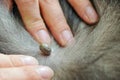 Close-up of tick sucking blood on dog skin.