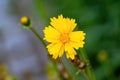 Close up of Tickseed Sonnenkind Coreopsis grandiflora