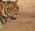 Close up of a tiger Royalty Free Stock Photo