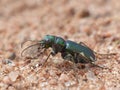 Tiger Beetle On Sand 4 Royalty Free Stock Photo