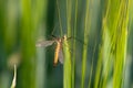 Tiger cranefly Royalty Free Stock Photo