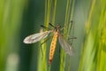 Tiger cranefly Royalty Free Stock Photo