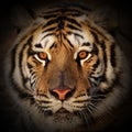 Close up Tiger face, isolated on black background Royalty Free Stock Photo