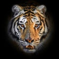 Close up Tiger face, isolated on black background Royalty Free Stock Photo