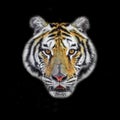 Close up Tiger face, isolated on black background Royalty Free Stock Photo