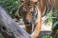 Close up of tiger face, powerful dangerous intense wild siberian tiger