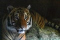 Close up of tiger face, powerful dangerous intense wild siberian tiger