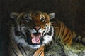 Close up of tiger face, powerful dangerous intense wild siberian tiger, aggressive snarl showing teeth Royalty Free Stock Photo