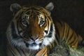 Close up of tiger face, powerful dangerous intense wild siberian tiger, looking at camera Royalty Free Stock Photo